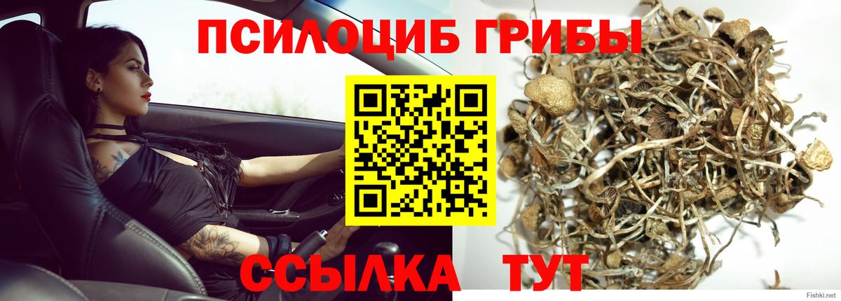 Электрогорск  Псилоцибиновые грибы Cubensis  Вход с VPN 